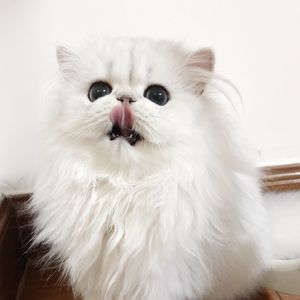 沈娜娜mv最新集在线观看
